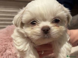 Shih Tzu dogs lilic boy shih Tzu left - Advert 2