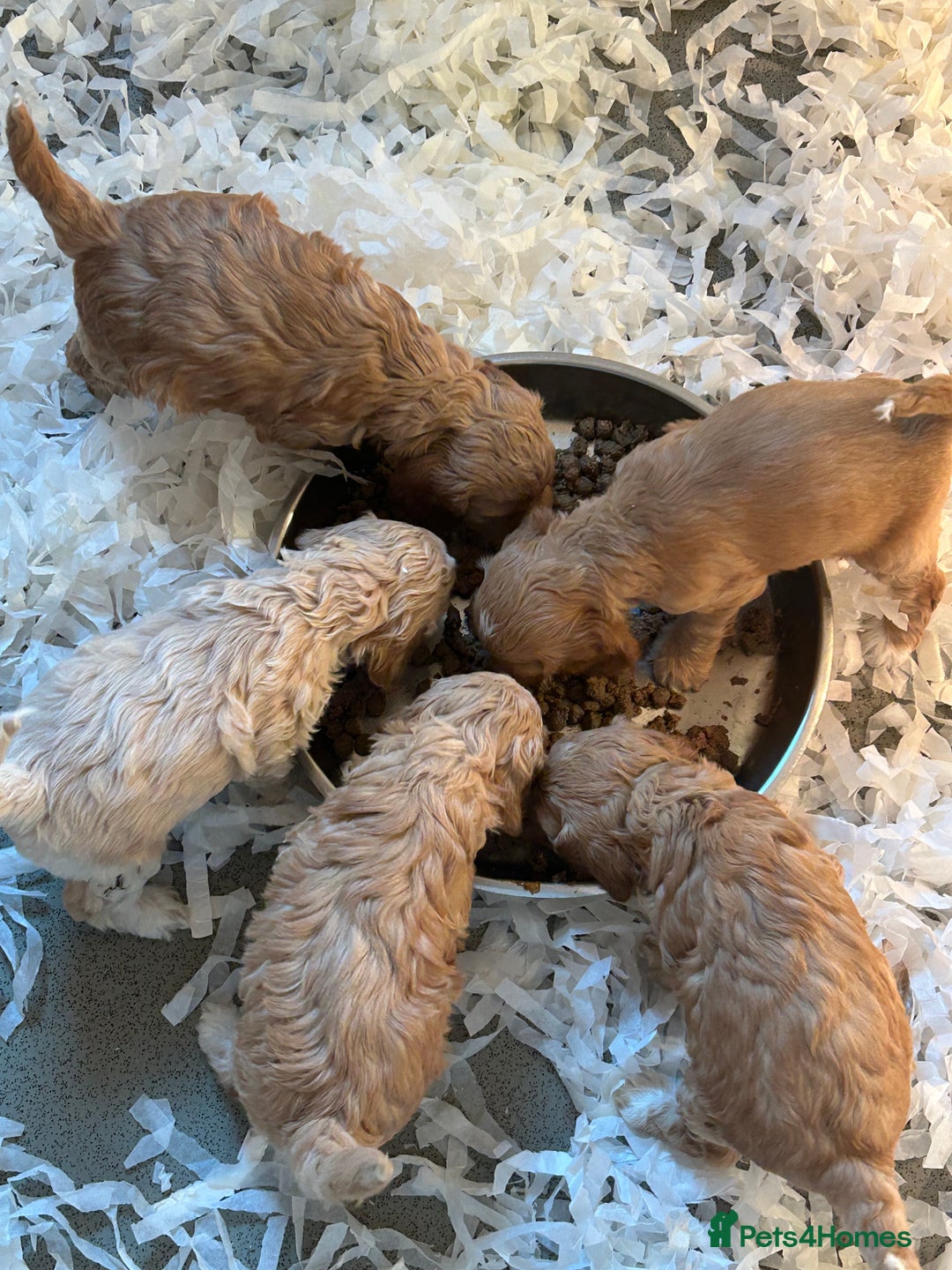 Mixed Breed dogs for sale: Stunning Cockapoo / Doodle  Puppies - Advert 17