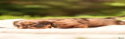 Dachshund dogs for sale: Rare Standard Wire Haired Dapple Dachshunds  in Leicester - Advert 24