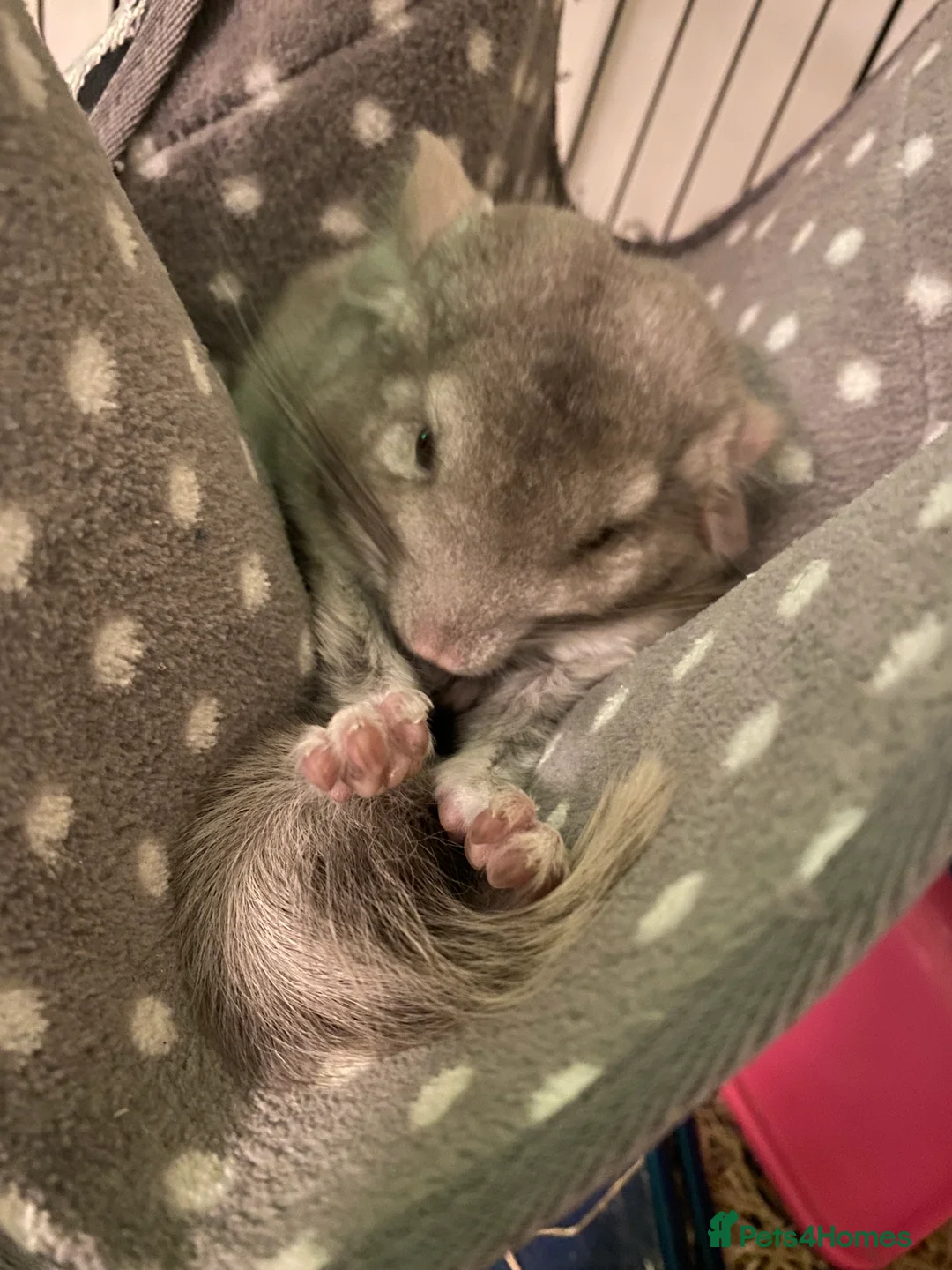 Chinchilla rodents for sale: Chinchilla for sale  - Advert 6