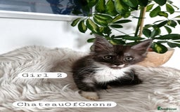 Maine Coon cats for sale: Stunning Black Smoke Registred Maine Coon Kittens - Image 16
