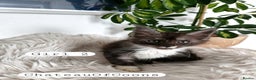 Maine Coon cats for sale: Stunning Black Smoke Registred Maine Coon Kittens - Advert 22