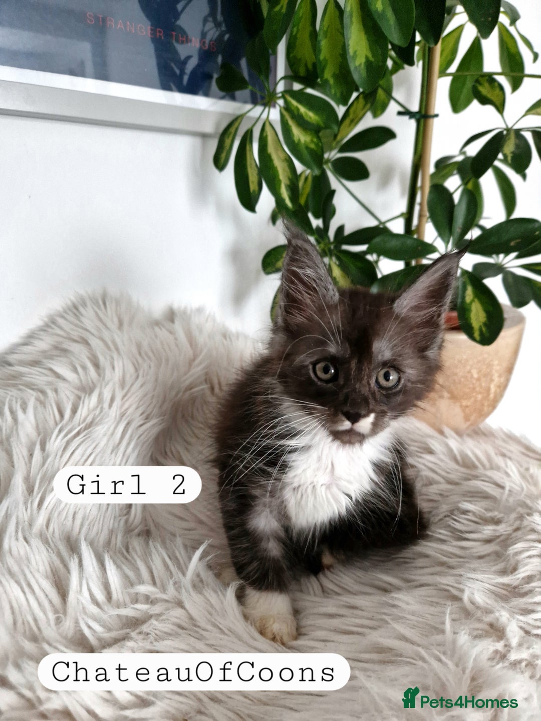 Maine Coon cats for sale: Stunning Black Smoke Registred Maine Coon Kittens - Image 16