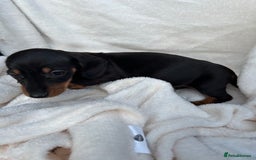 Dachshund dogs for sale: Miniature dashhounds  - Image 7