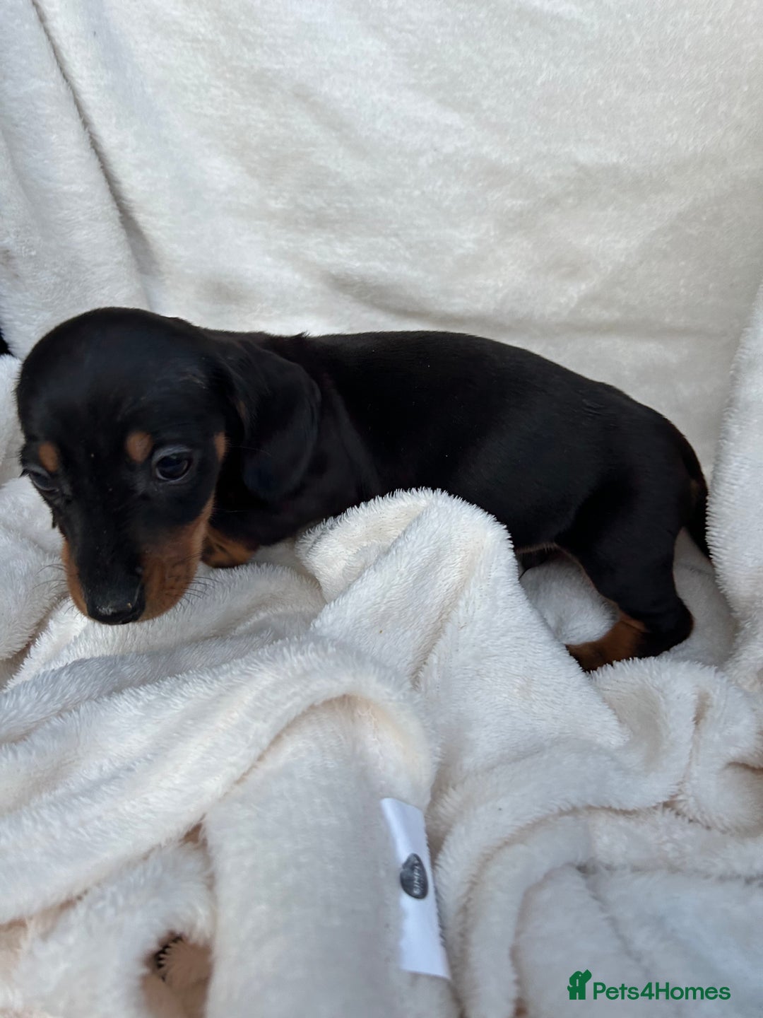 Dachshund dogs for sale: Miniature dashhounds  - Image 7