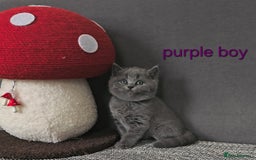 British Shorthair cats for sale: British Shorthair (last girl left) - Image 24