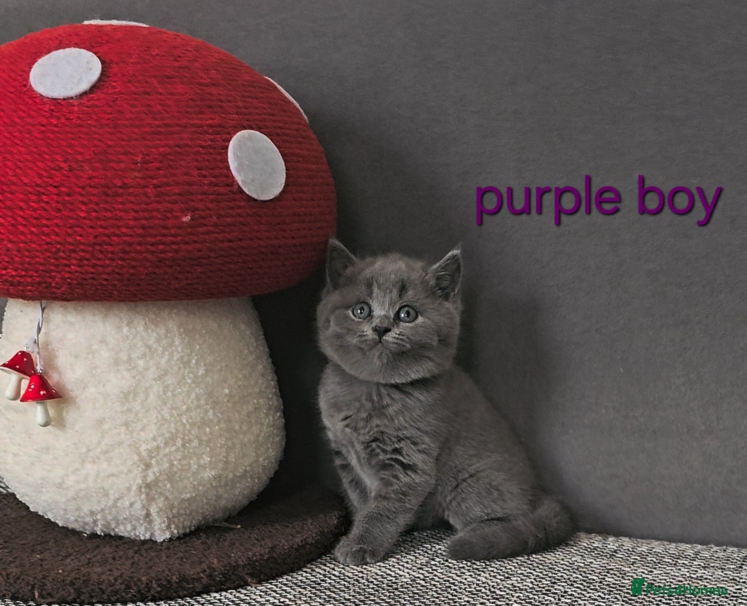 British Shorthair cats for sale: British Shorthair (last girl left) - Image 24