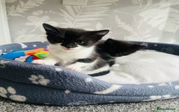 Mixed Breed cats for sale: Kittens half Russian blue  - Image 5
