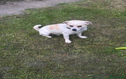 Jug dogs for sale: jug dog  - Image 2