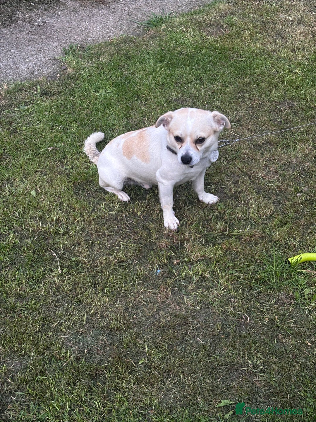 Jug dogs for sale: jug dog  - Image 2