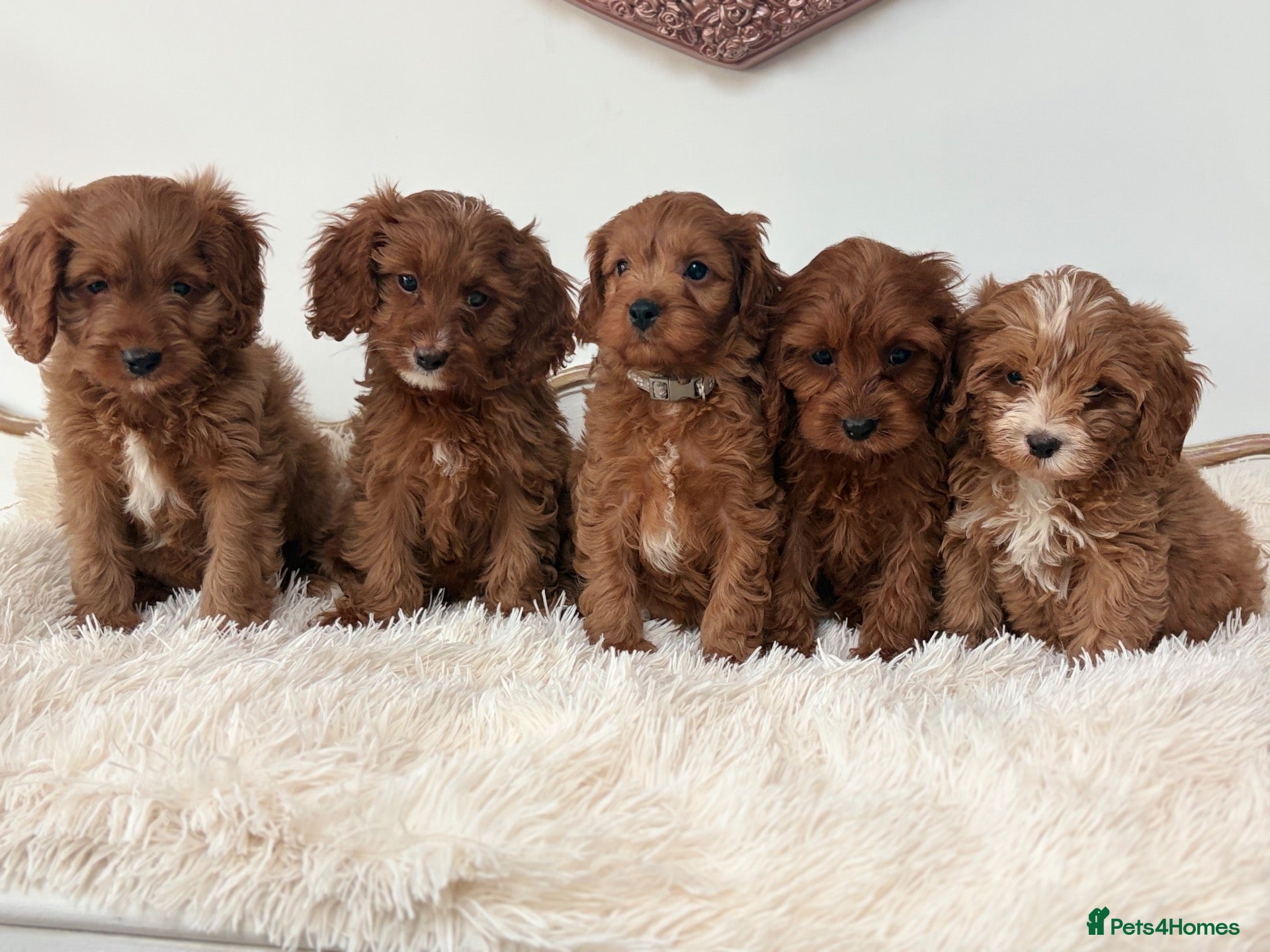 Cavapoo dogs F1 beautiful red cavapoo puppies Family raised - Advert 1