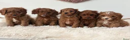 Cavapoo dogs for sale: F1 beautiful red cavapoo puppies Family raised in Sidcup - Advert 1