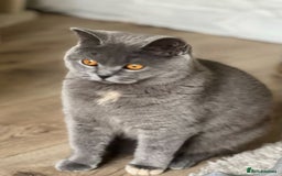 British Shorthair cats for sale: Handsome British Shorthair Kittens  - Image 1