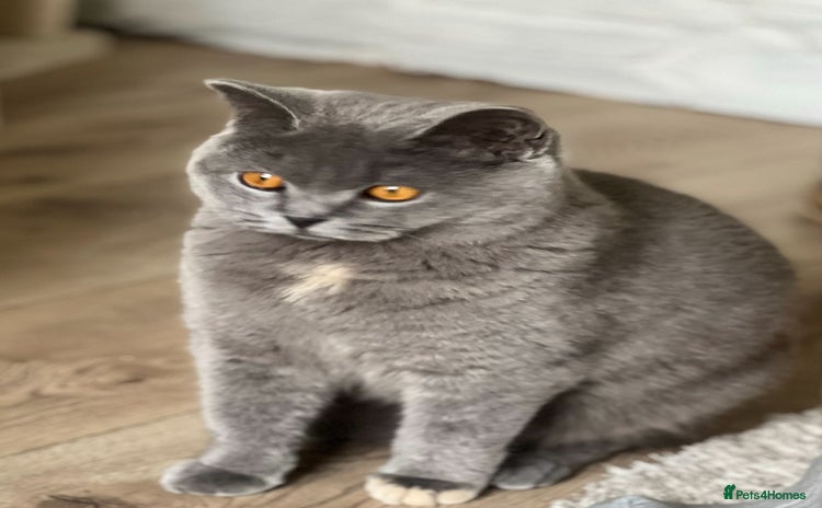 British Shorthair cats - Advert 4