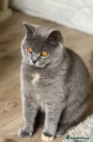 British Shorthair cats Handsome British Shorthair Kittens - Advert 2