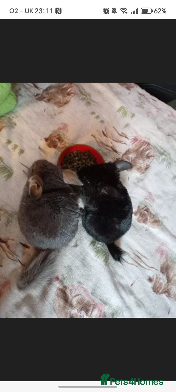 Chinchilla rodents 3 chinchillas - Advert 1