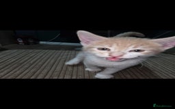 European cats for sale: Kittens ready now  - Image 4