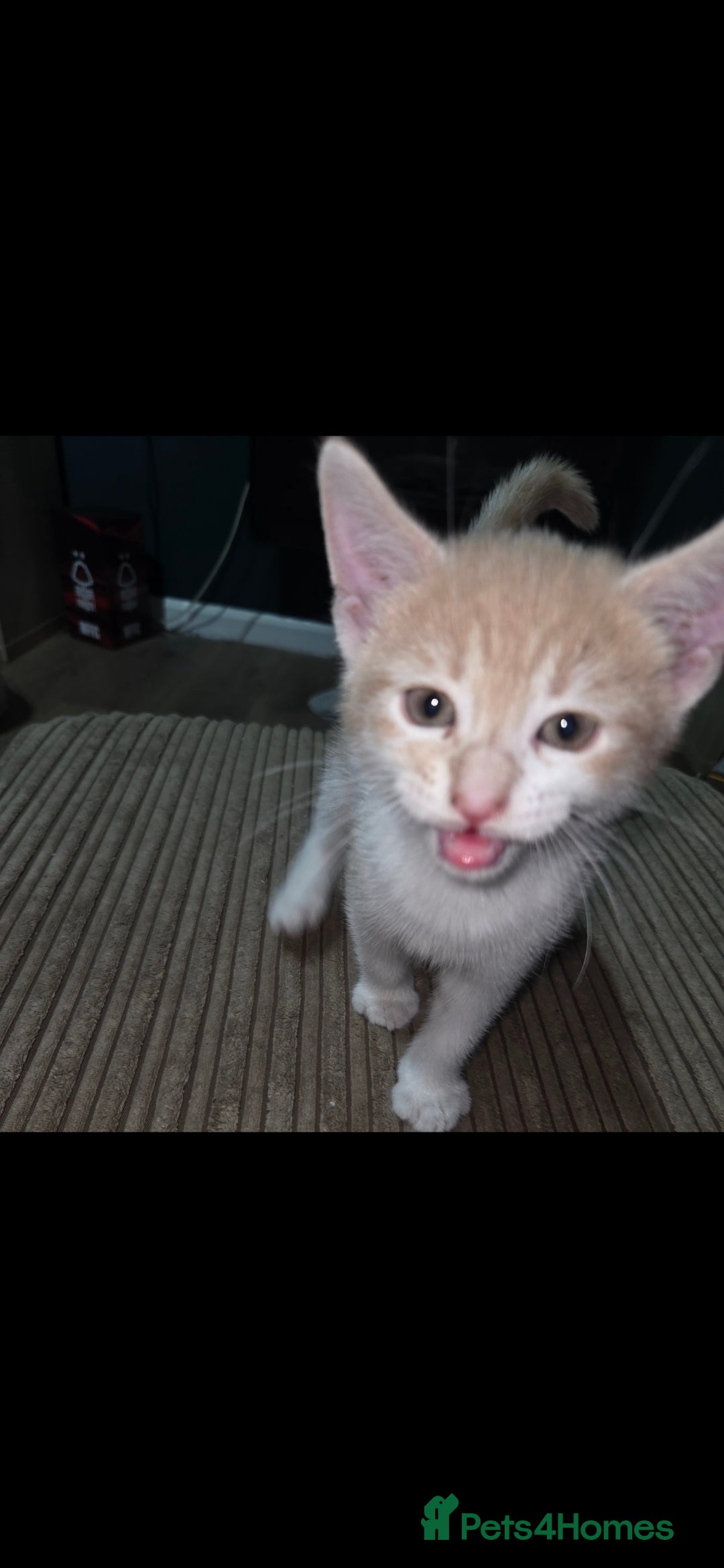 European cats for sale: Kittens ready now  - Image 4