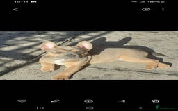 Mixed Breed dogs for sale: French bulldog X - Image 3