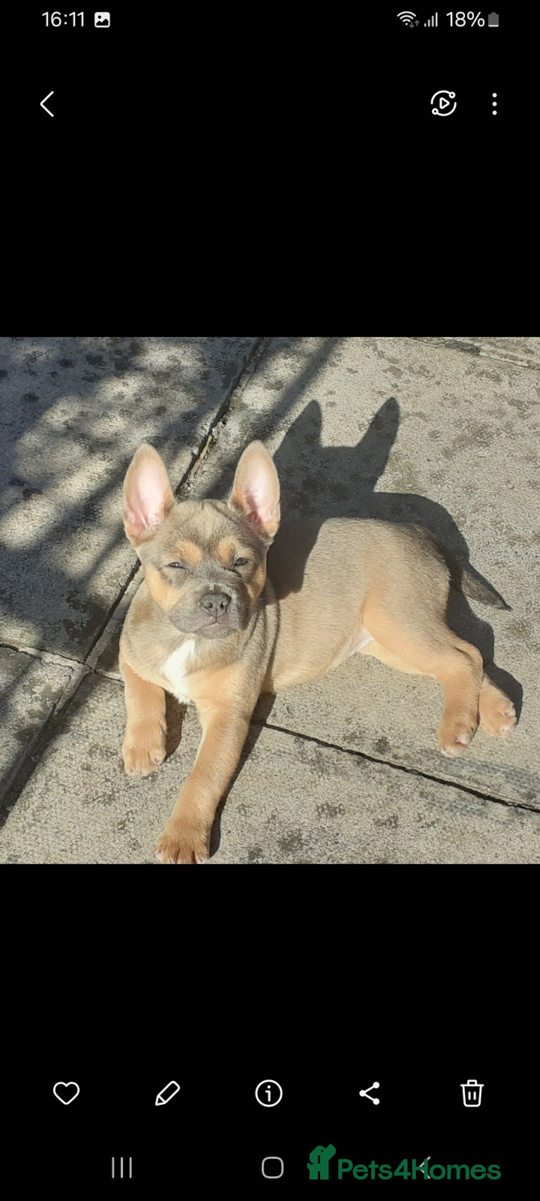 Mixed Breed dogs for sale: French bulldog X - Image 3
