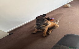 Belgian Shepherd Dog dogs for sale: Rexey - Advert 3