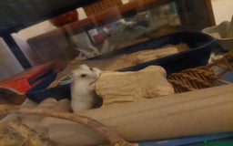 Hamster rodents for sale: Young hamster cheap to good home with bigger cage - Advert 1