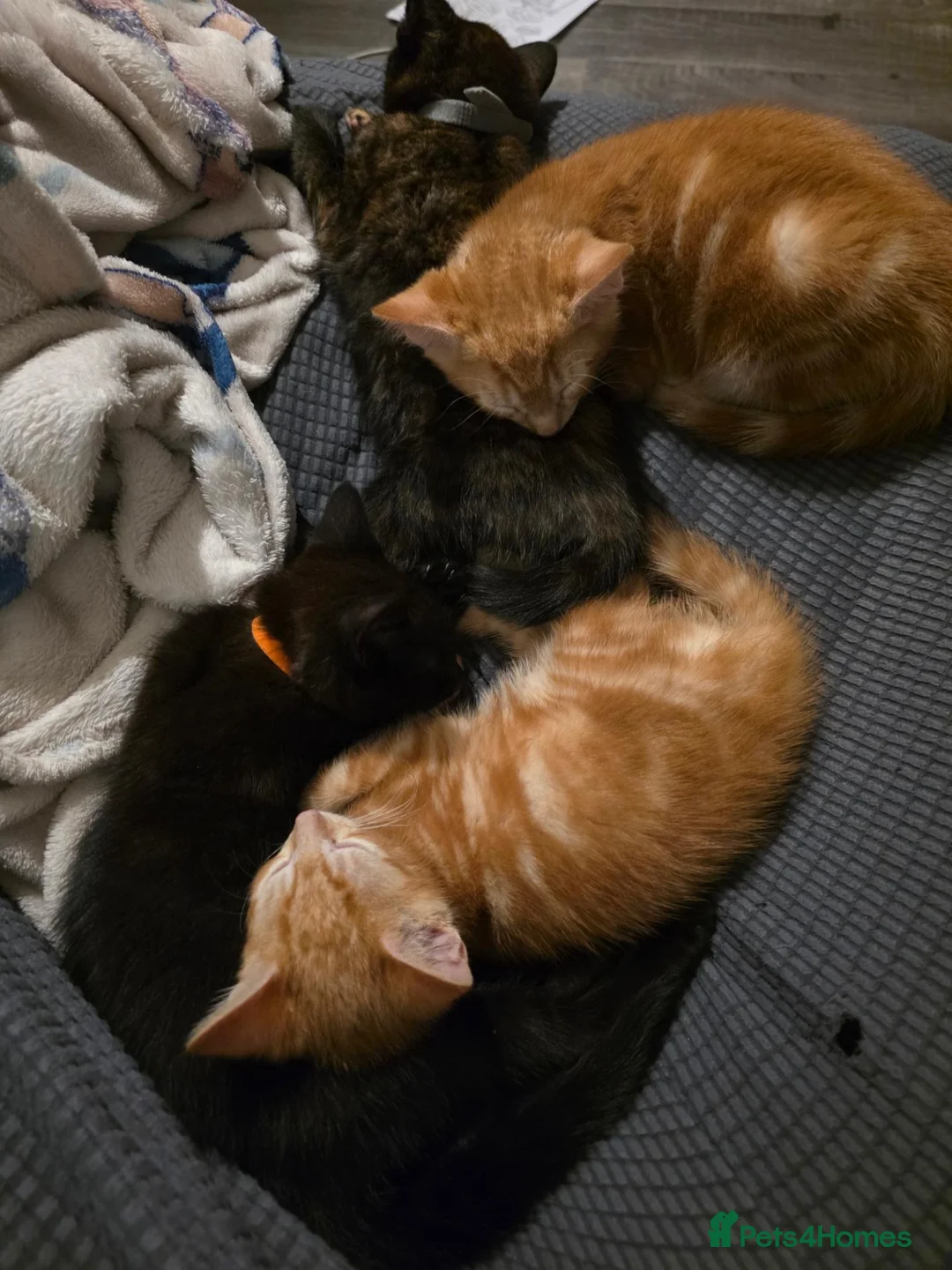 Mixed Breed cats for sale: 4 beautiful kittens  - Advert 5
