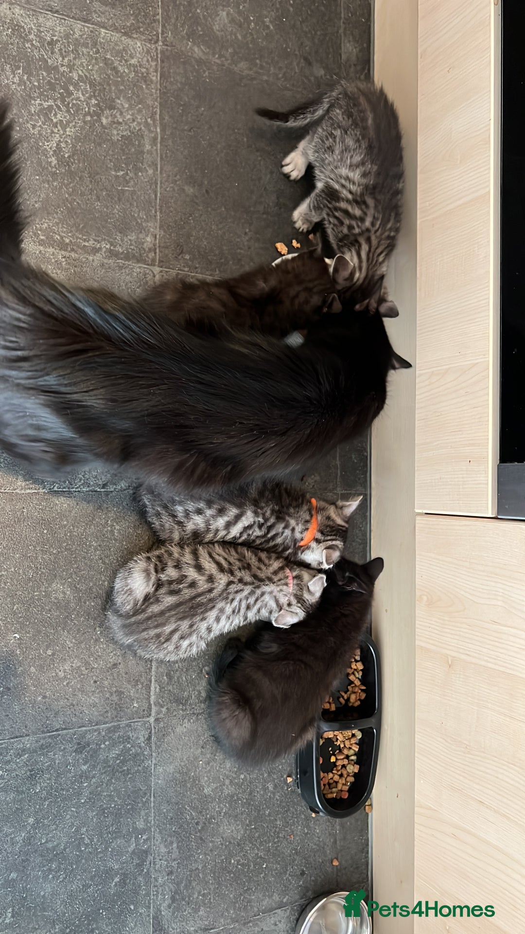 Egyptian Mau cats for sale: TICA SILK SMOKE PANTHER ED. EGYPTIAN MAU X BENGAL - Image 7