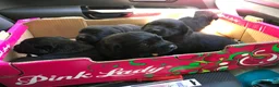 Labrador Retriever dogs for sale: KC registered working Labrador puppies - Advert 4
