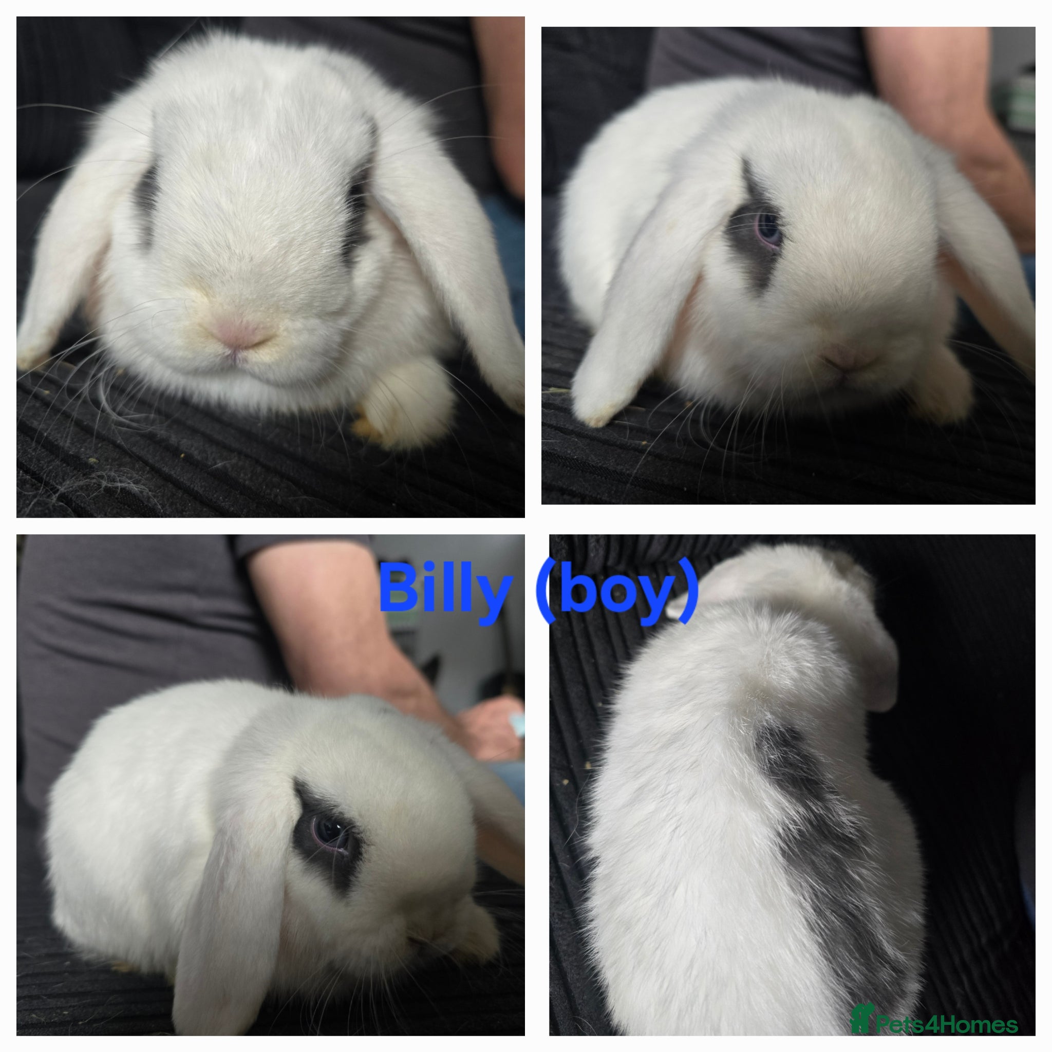 Mini Lop rabbits Gorgeous Mini lops - Advert 1