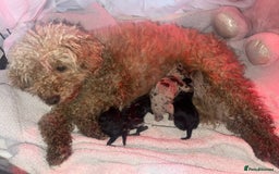 Miniature Poodle dogs for sale: POODLE 🐩 QUALITY MINIATURE PUPPIES 🐶  - Image 2