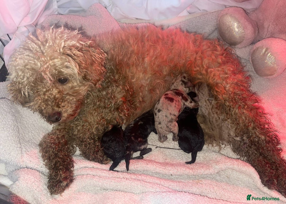 Miniature Poodle dogs for sale: POODLE 🐩 QUALITY MINIATURE PUPPIES 🐶  - Image 2