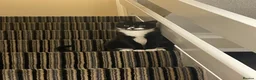 Mixed Breed cats for sale: Black-and-white tuxedo cat male  in Doncaster - Advert 2