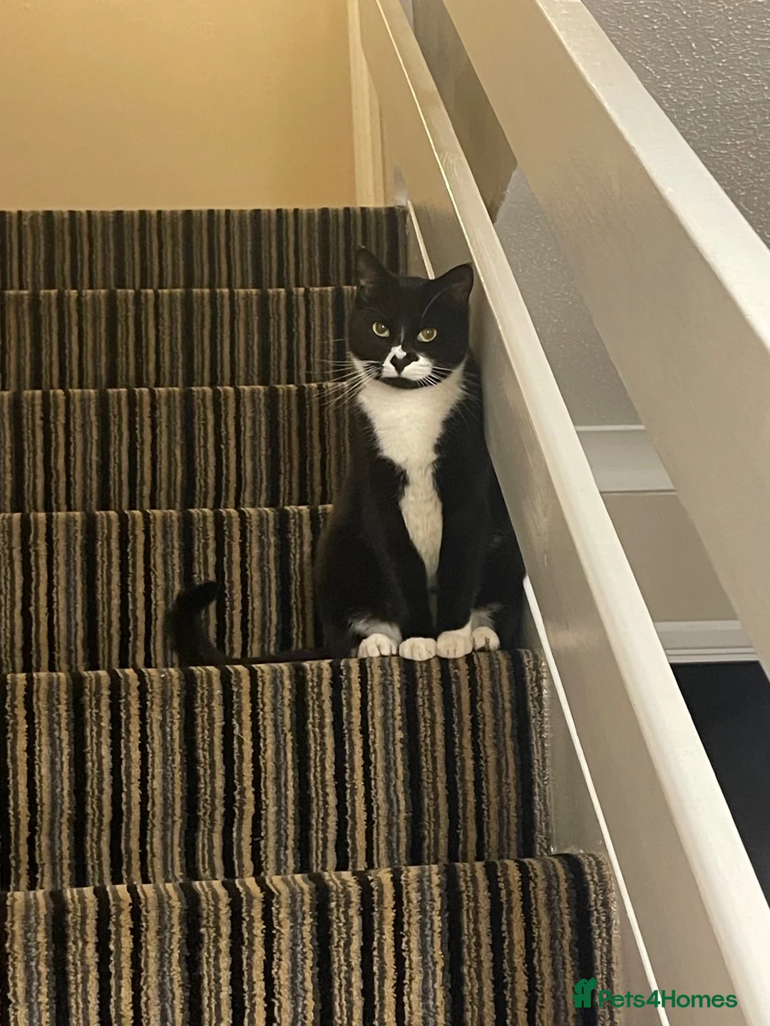 Mixed Breed cats for sale: Black-and-white tuxedo cat male  in Doncaster - Advert 2