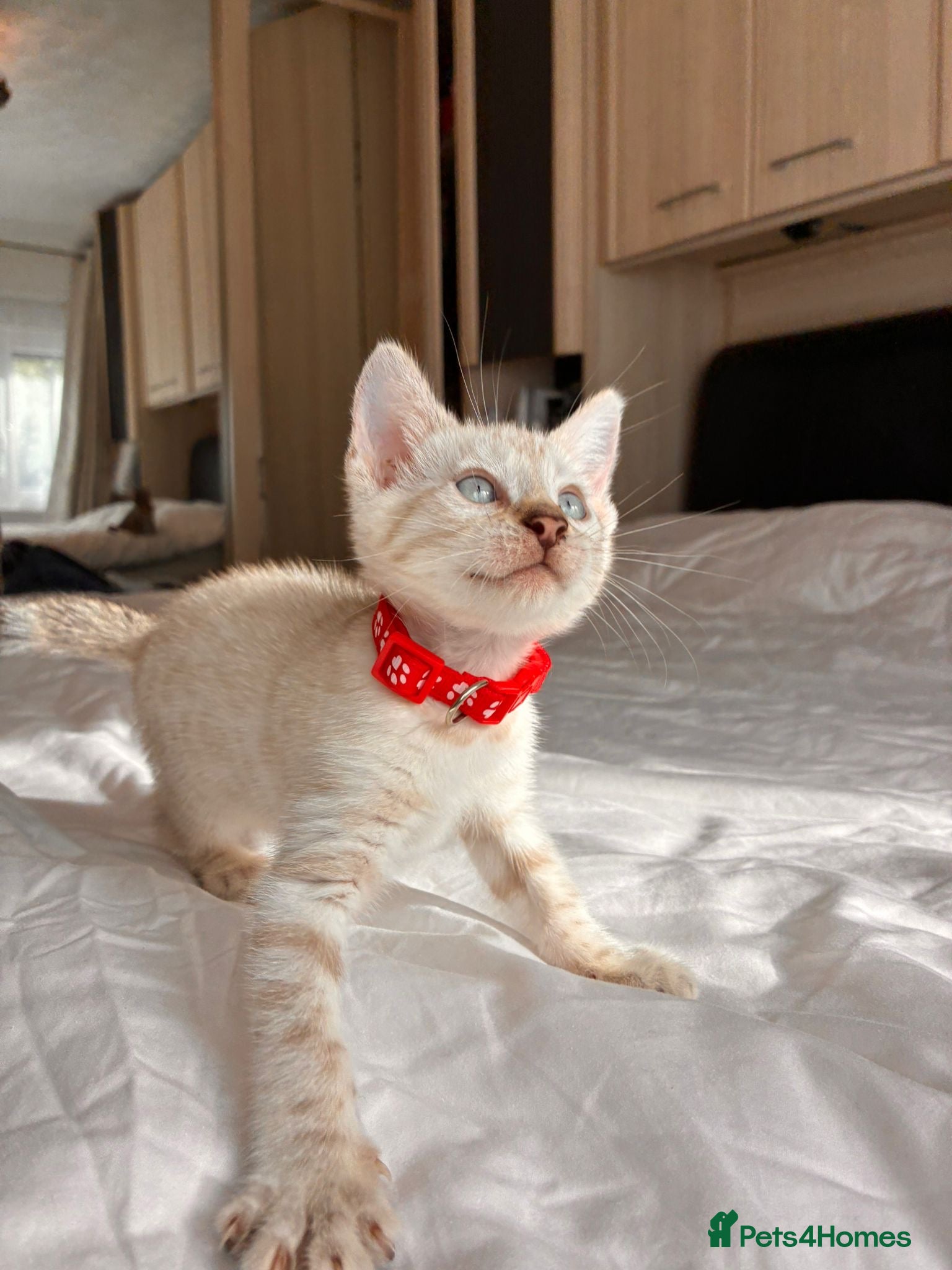 Bengal cats Stunning Bengal Kittens Ready for Reservation 😍 - Advert 2
