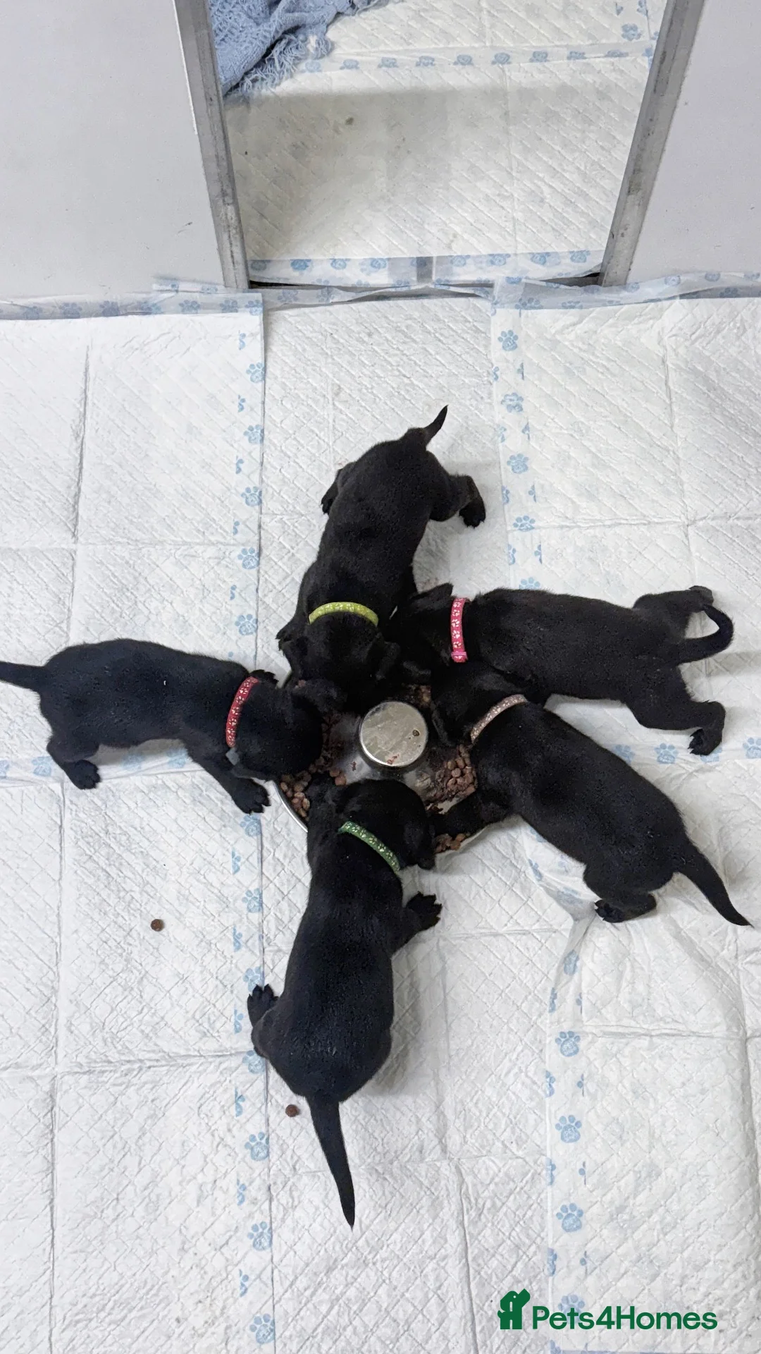 Labrador Retriever dogs for sale: Stunning Labrador Puppies For Sale 🐾  - Advert 8