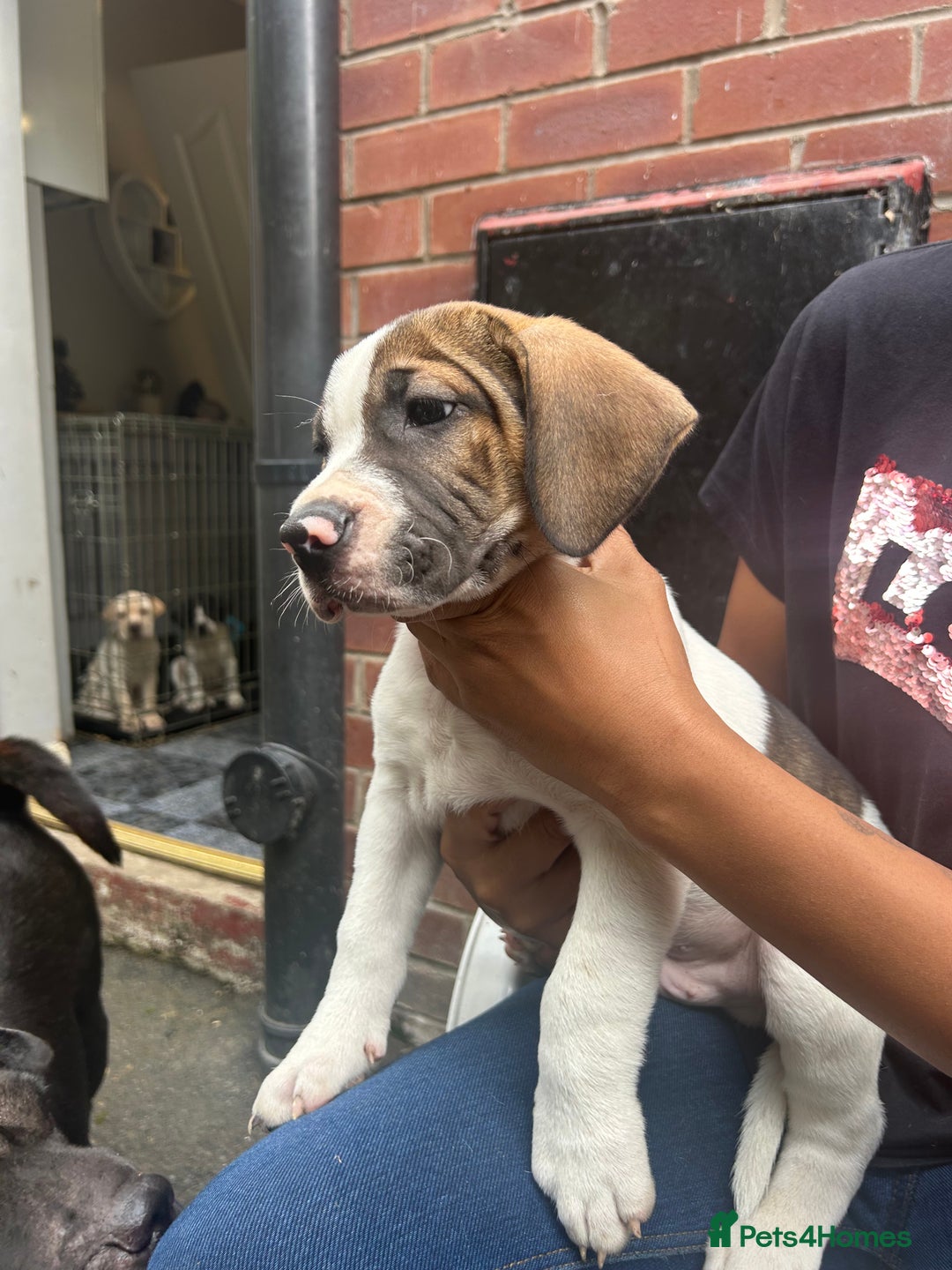 Mixed Breed dogs for sale: 🐾Cocker-Pie (Mini Hippo)s🐾 - Image 23