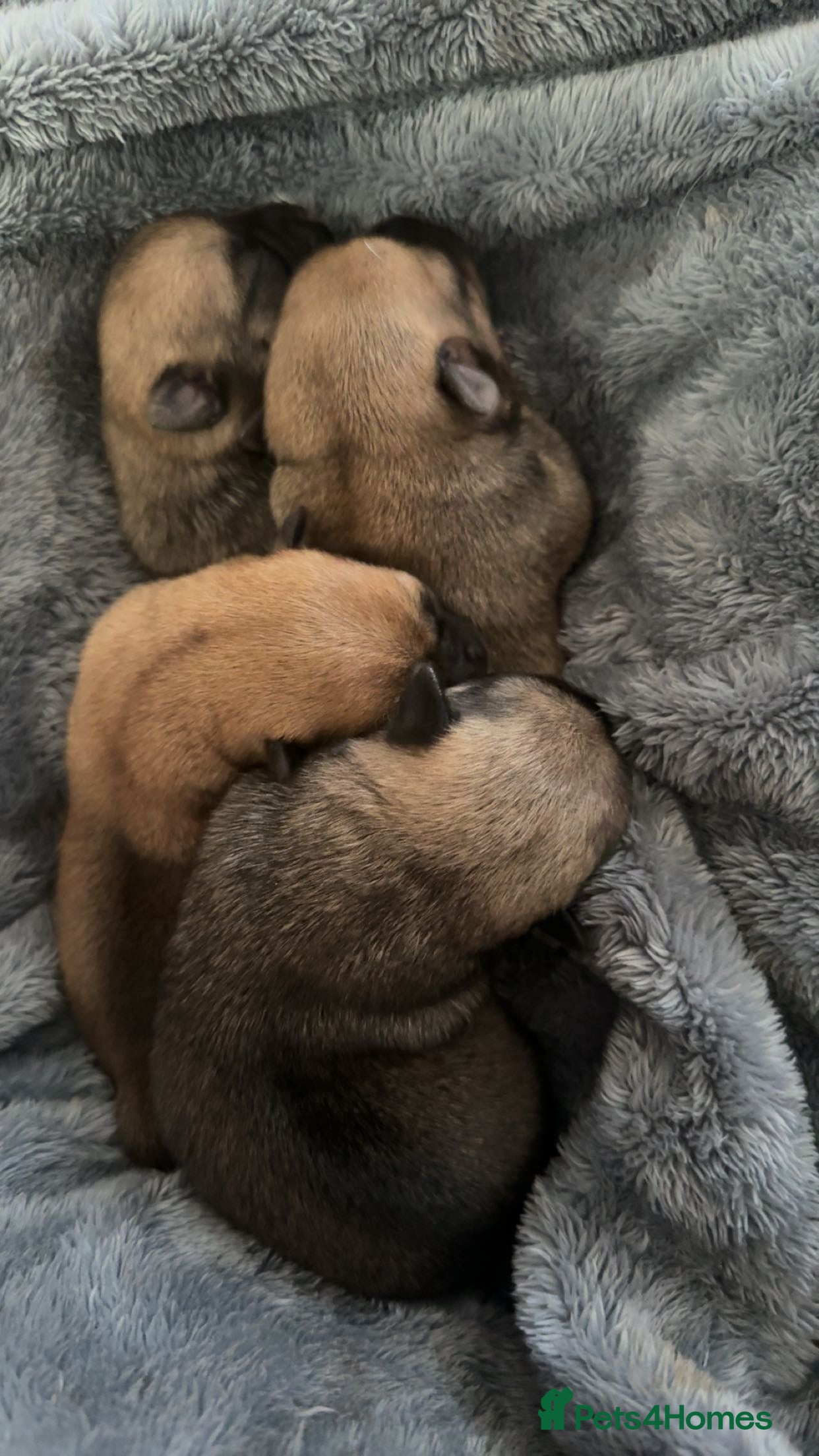 Chug dogs PUPPIES FOR SALE - Advert 1