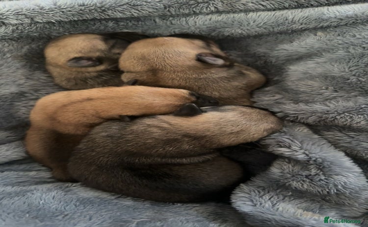 Chug dogs - Advert 1