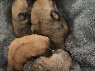 Chug dogs - Advert 1