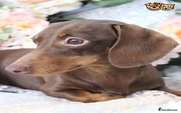 Miniature Dachshund dogs for stud: MASTER DUKE 🐶 miniature dashshund for stud in Wisbech - Image 8