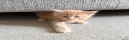 Maine Coon cats for sale: GCCF/ TICA Maine Coon Classic Taby kittens - Advert 15