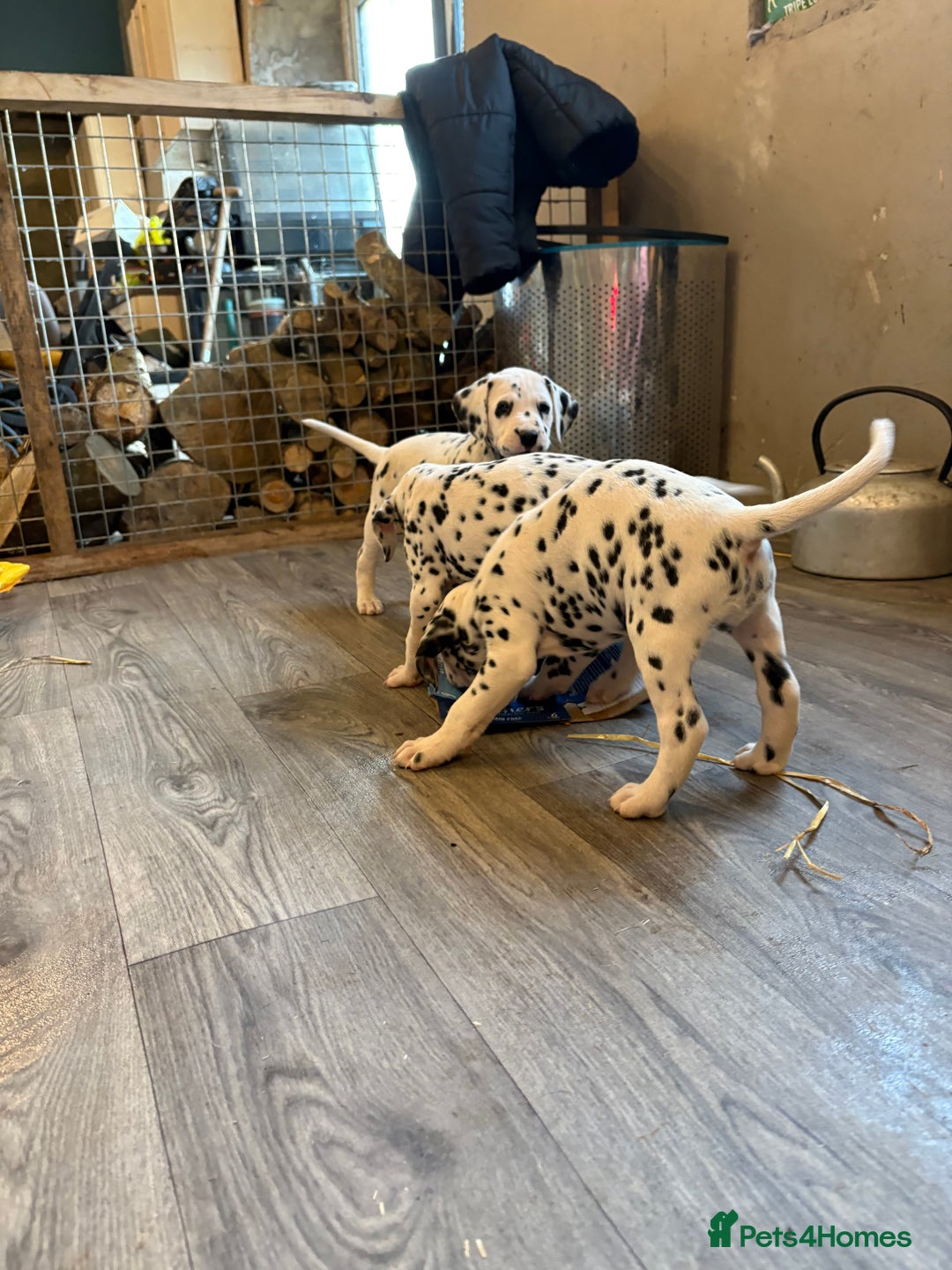 Dalmatian dogs for sale: The most beautiful beautiful Dalmatian puppies  - Advert 14