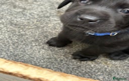 Labrador Retriever dogs for sale: CHUNKY BIG BONED SHOW LABRADOR PUPPYS - Image 10