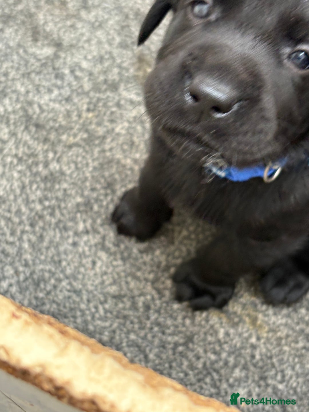 Labrador Retriever dogs for sale: CHUNKY BIG BONED SHOW LABRADOR PUPPYS - Image 10