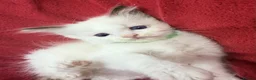 Ragdoll cats for sale: Purebred Ragdoll Kittens  - Advert 34