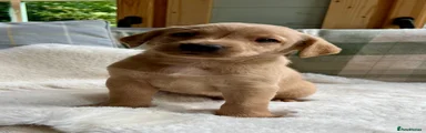 Labrador Retriever 1