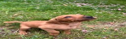 Mixed Breed dogs for sale: 8 beautiful red Vizslador puppies vizsla Labrador  in Ipswich - Advert 2