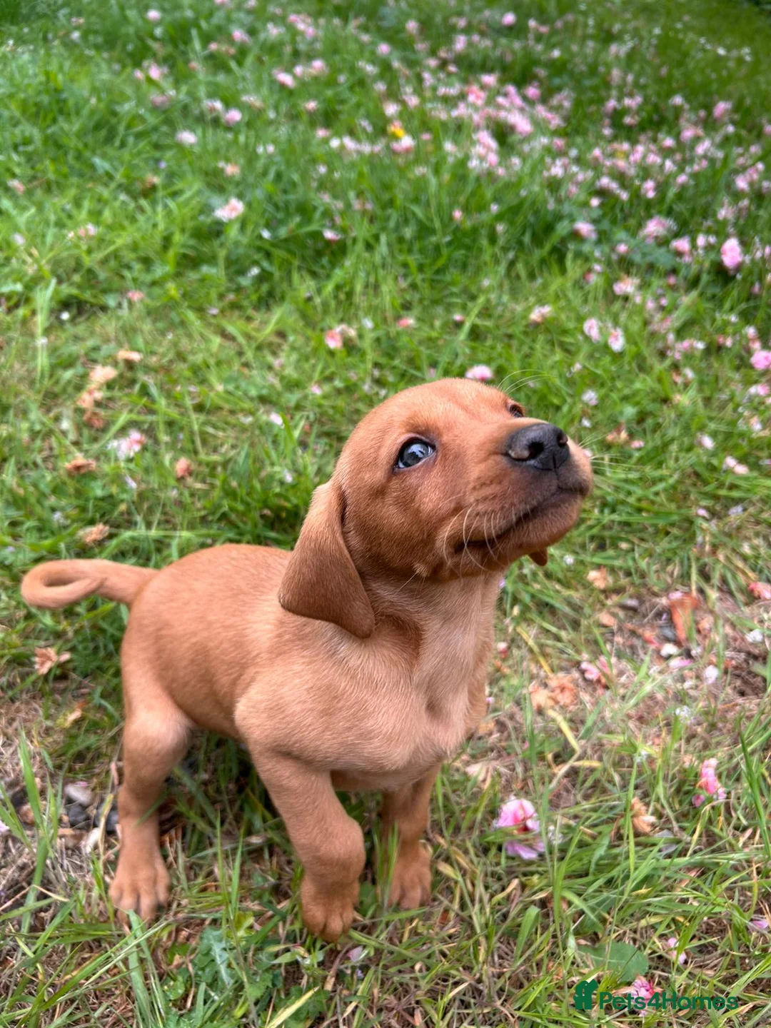 Mixed Breed dogs for sale: 8 beautiful red Vizslador puppies vizsla Labrador  in Ipswich - Advert 2