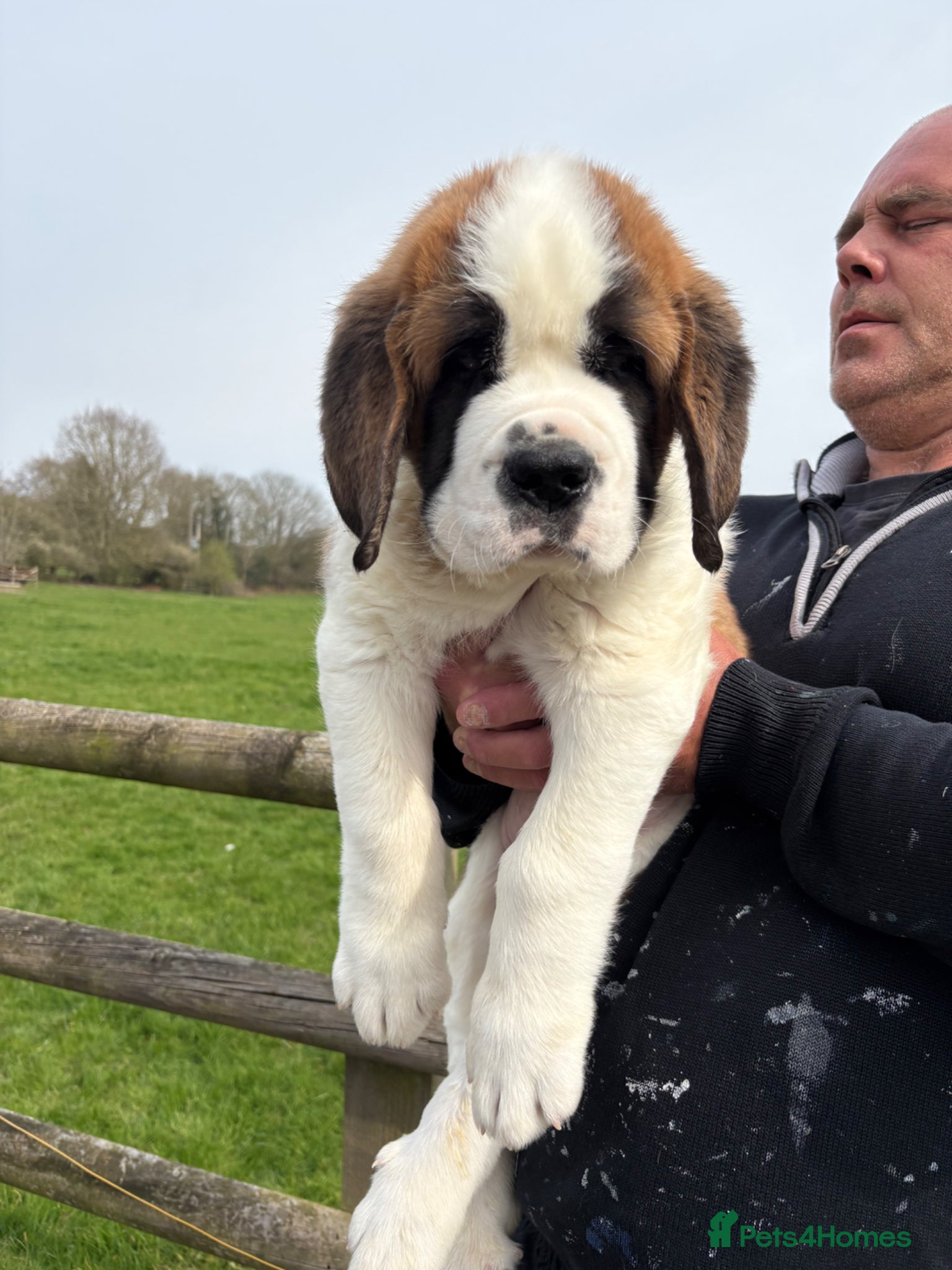 Saint Bernard dogs Last boy left! Over 10kg already !!! - Advert 1